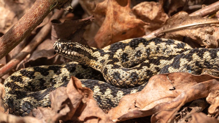 Male adder coiled up in leaf litter with tongue flicking at Sheringham Park, Norfolk